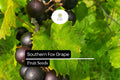 25 Muscadine Grape Seeds - Southern Fox Variety for Wine & Jelly
