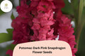 1000 Potomac Dark Pink Snapdragon Seeds – Ruffled Blooms for Cutting Gardens