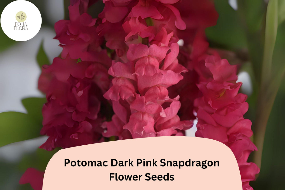 1000 Potomac Dark Pink Snapdragon Seeds – Ruffled Blooms for Cutting Gardens