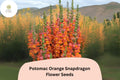 1000 Potomac Orange Snapdragon Seeds – Antirrhinum majus for Garden & Cut Flowers