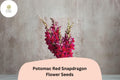 1000 Potomac Red Snapdragon Seeds - Antirrhinum majus for Garden & Cut Flowers
