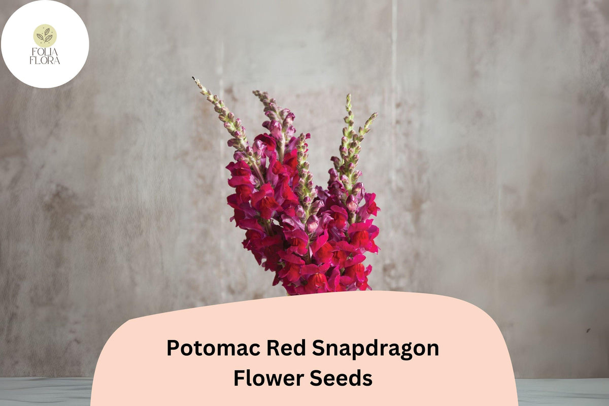 1000 Potomac Red Snapdragon Seeds - Antirrhinum majus for Garden & Cut Flowers