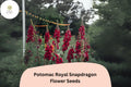 1000 Potomac Royal Snapdragon Seeds – Rich Purple Antirrhinum majus for Garden & Cut Flowers