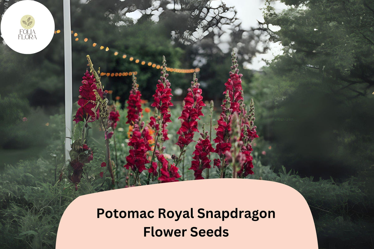 1000 Potomac Royal Snapdragon Seeds – Rich Purple Antirrhinum majus for Garden & Cut Flowers