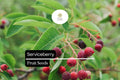 15 Serviceberry Seeds – Amelanchier arborea | Edible Berries & Spring Blooms | Native Tree
