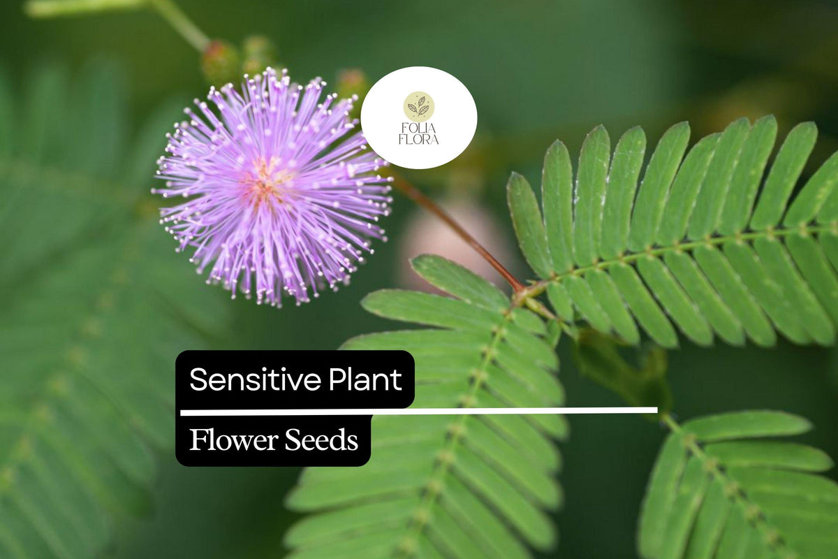 5 Sensitive Plant Seeds (Mimosa microphylla) - Touch-Responsive Leaves, Ground Cover