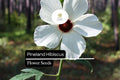 25 Pineland Hibiscus Seeds – Native Perennial Yellow Wildflower for Pollinator Gardens
