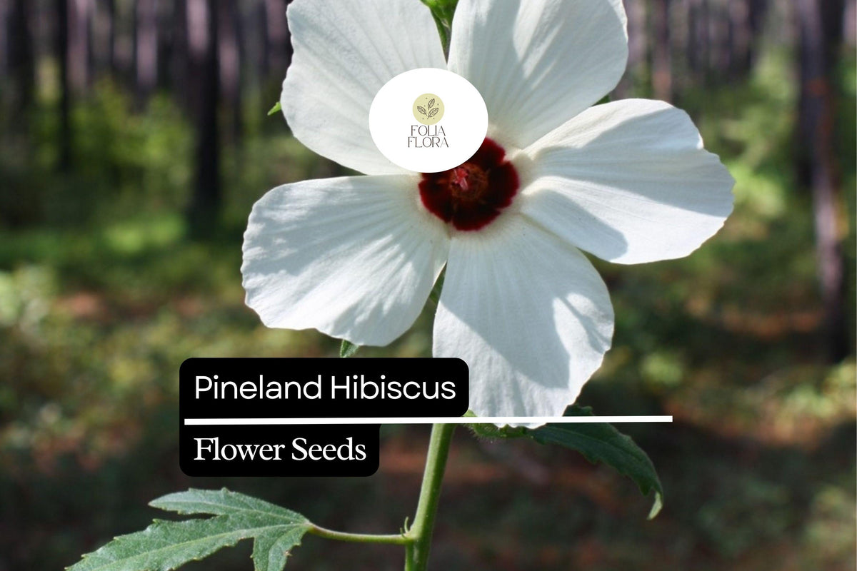 25 Pineland Hibiscus Seeds – Native Perennial Yellow Wildflower for Pollinator Gardens