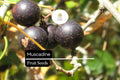 5 Muscadine Grape Seeds – Sweet Edible Native Vine for Jelly & Wine