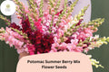 Potomac Snapdragon Seeds - Summer Berry Mix, 1000 Seeds for Planting