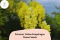 1000 Potomac Yellow Snapdragon Seeds - Antirrhinum majus for Garden & Cut Flowers