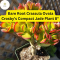 Dwarf Jade Plant | 8" Crassula Ovata 'Crosby's Compact' Succulent (Bare Root)