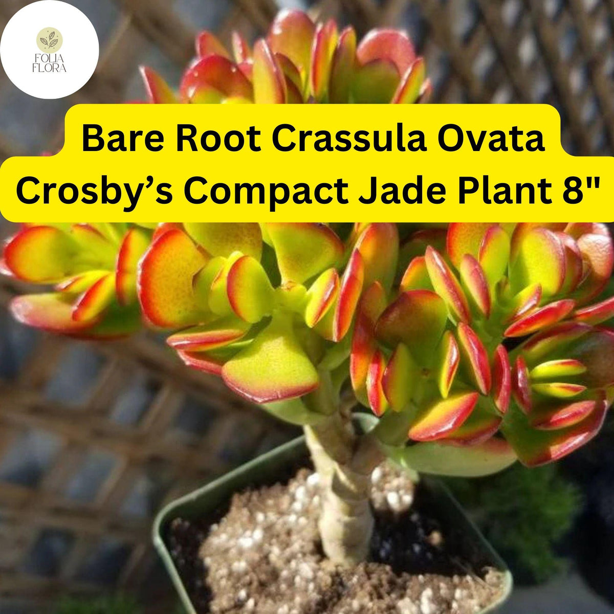 Dwarf Jade Plant | 8" Crassula Ovata 'Crosby's Compact' Succulent (Bare Root)