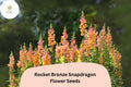 1000 Rocket Bronze Snapdragon Seeds - Antirrhinum majus for Garden & Cut Flowers