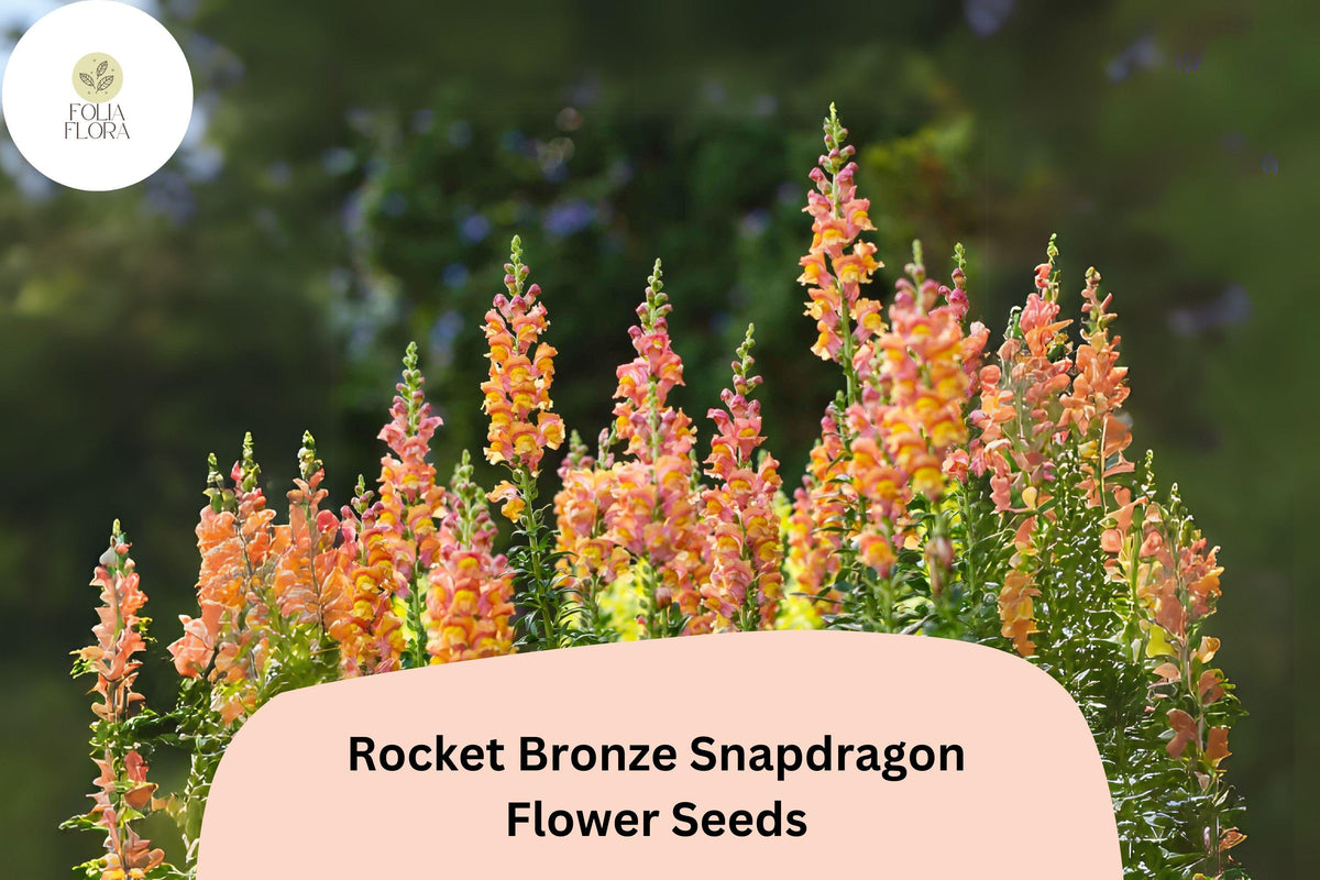 1000 Rocket Bronze Snapdragon Seeds - Antirrhinum majus for Garden & Cut Flowers