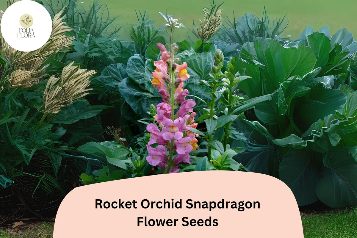 1000 Rocket Orchid Snapdragon Seeds – Antirrhinum majus Purple Blooms for Garden & Cut Flowers
