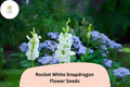 1000 White Snapdragon Seeds - Antirrhinum majus Rocket White for Garden & Cut Flowers