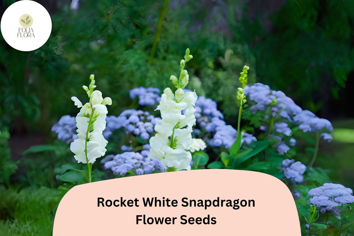 1000 White Snapdragon Seeds - Antirrhinum majus Rocket White for Garden & Cut Flowers