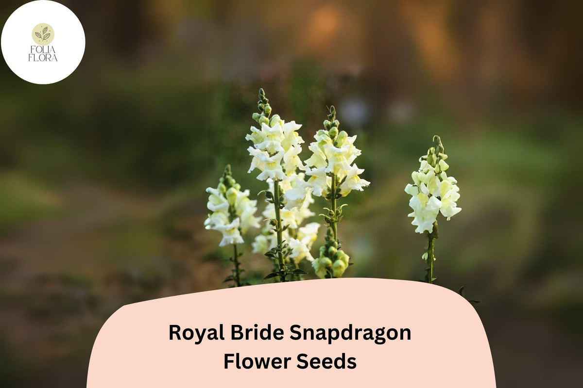 1000 Royal Bride Snapdragon Seeds – Pure White Fragrant Blooms for Garden & Bouquets