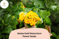 Alaska Gold Nasturtium Seeds – 50 Edible Yellow Flowers with Variegated Foliage
