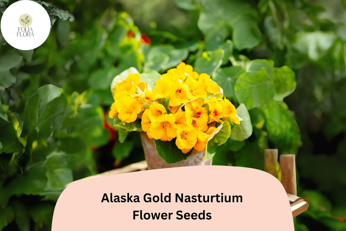 Alaska Gold Nasturtium Seeds – 50 Edible Yellow Flowers with Variegated Foliage