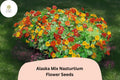 Alaska Mix Nasturtium Seeds – 50 Tropaeolum majus for Vibrant Blooms & Variegated Foliage