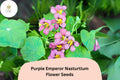Purple Emperor Nasturtium Seeds – 50 Tropaeolum majus Deep Burgundy Blooms for Garden & Containers