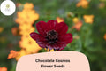 200 Chocolate Cosmos Seeds – Cosmos atrosanguineus Dark Velvety Blooms