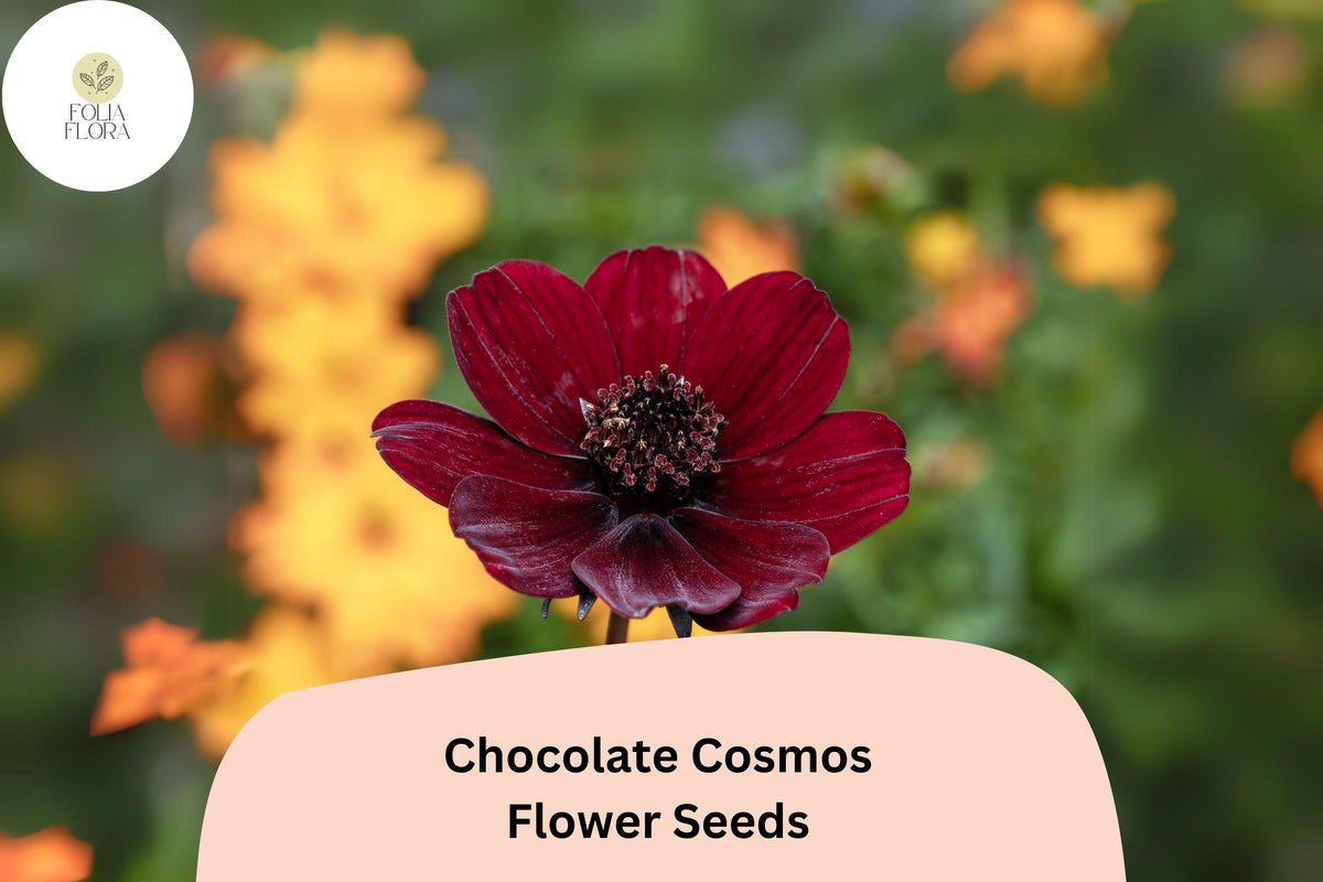 200 Chocolate Cosmos Seeds – Cosmos atrosanguineus Dark Velvety Blooms