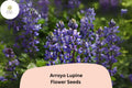 25 Arroyo Lupine Seeds - Blue-Purple Wildflowers for Pollinator Gardens