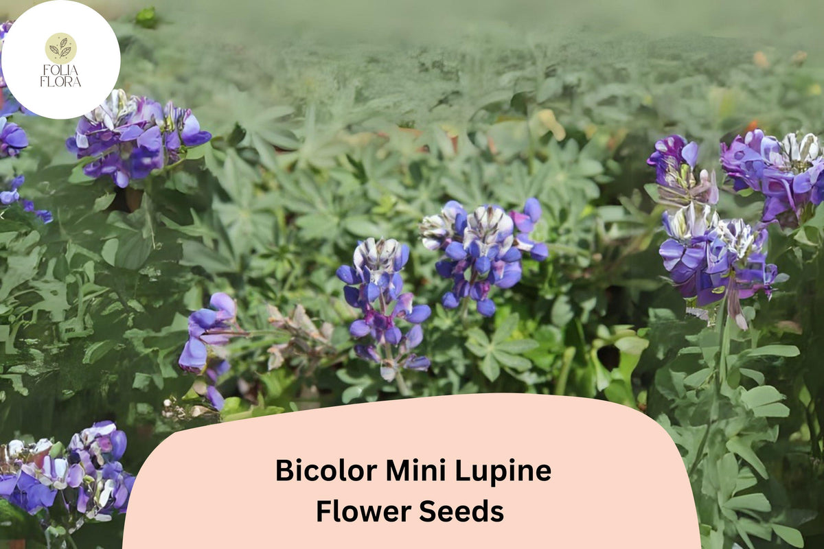 25 Lupinus Bicolor Mini Lupine Seeds – Compact Wildflower for Pollinators & Gardens
