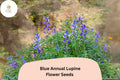 25 Blue Annual Lupine Seeds – Lupinus angustifolius Wildflower for Pollinators