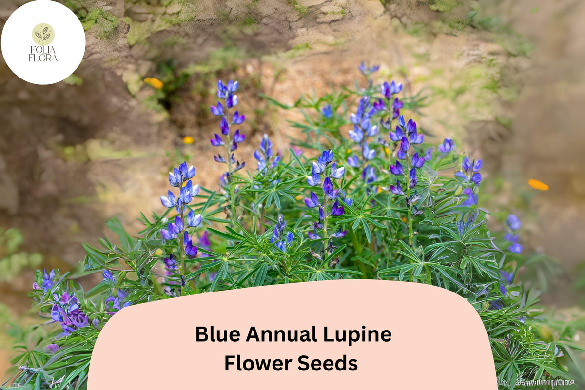 25 Blue Annual Lupine Seeds – Lupinus angustifolius Wildflower for Pollinators
