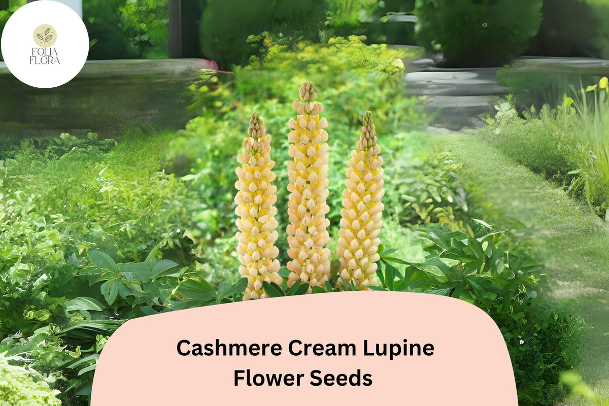 25 Lupinus 'Cashmere Cream' Lupine Seeds - Creamy White Blooms for Gardens & Pollinators