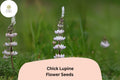 Lupinus 'Chick' Lupine Seeds – 25 Seeds for Garden Planting & Pollinators