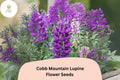 Cobb Mountain Lupine Seeds – Purple Flower Garden Planting (25 Seeds)
