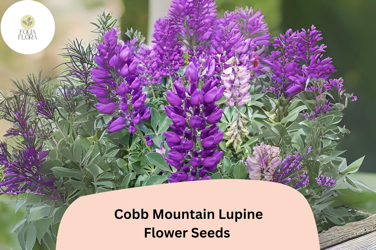 Cobb Mountain Lupine Seeds – Purple Flower Garden Planting (25 Seeds)