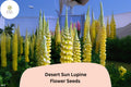 25 Lupinus 'Desert Sun' Lupine Seeds - Bright Yellow & Orange Blooms