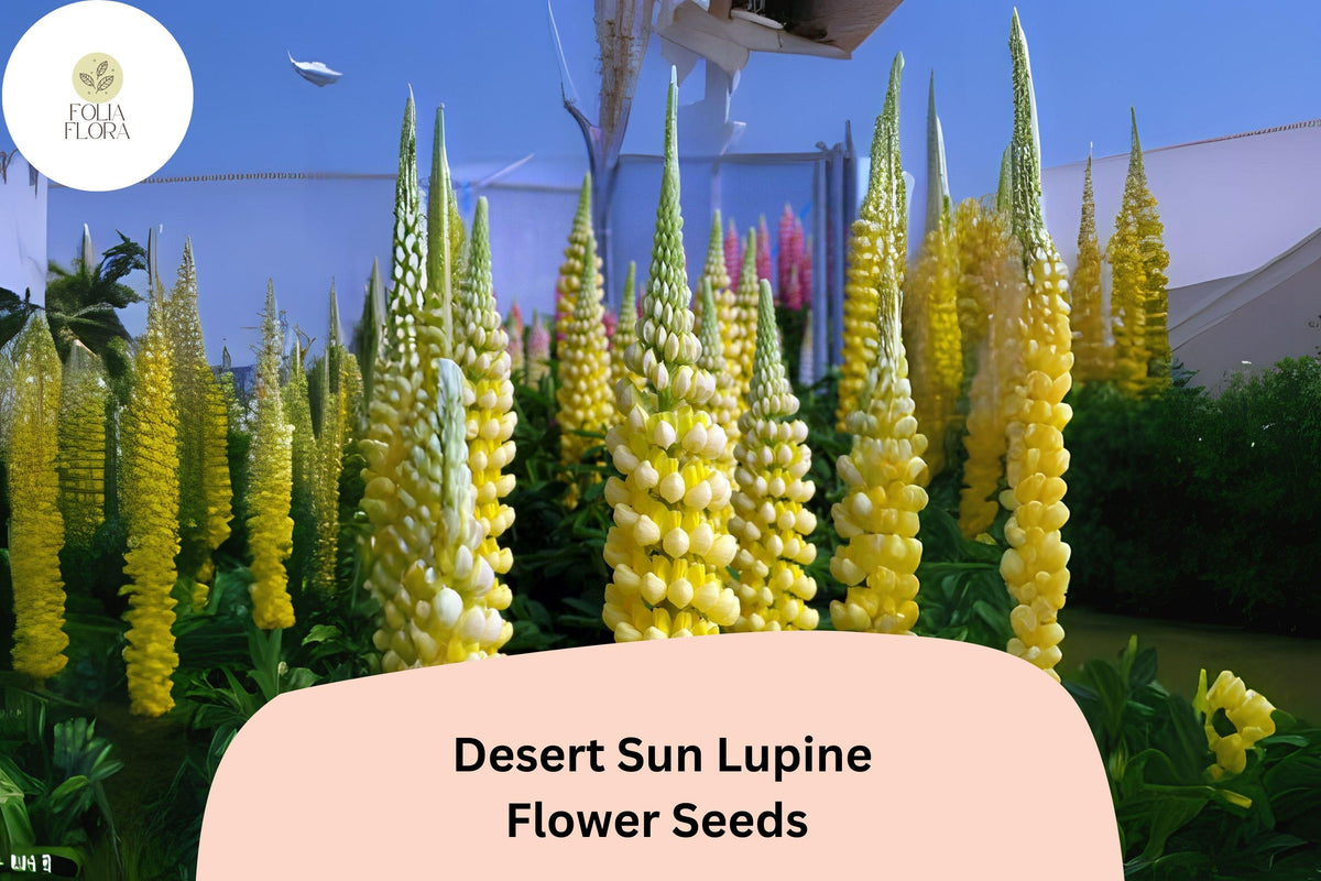 25 Lupinus 'Desert Sun' Lupine Seeds - Bright Yellow & Orange Blooms