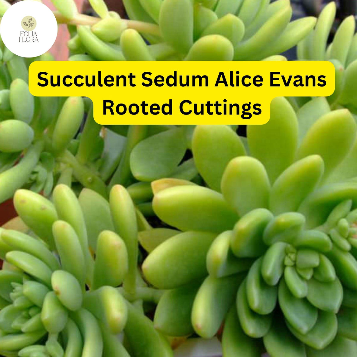 5 Sedum 'Alice Evans' Succulent Cuttings | Creamy Green Stonecrop