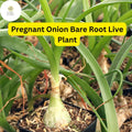 5 Pregnant Onion Plants Bare Root | Bulbous Succulent Houseplant
