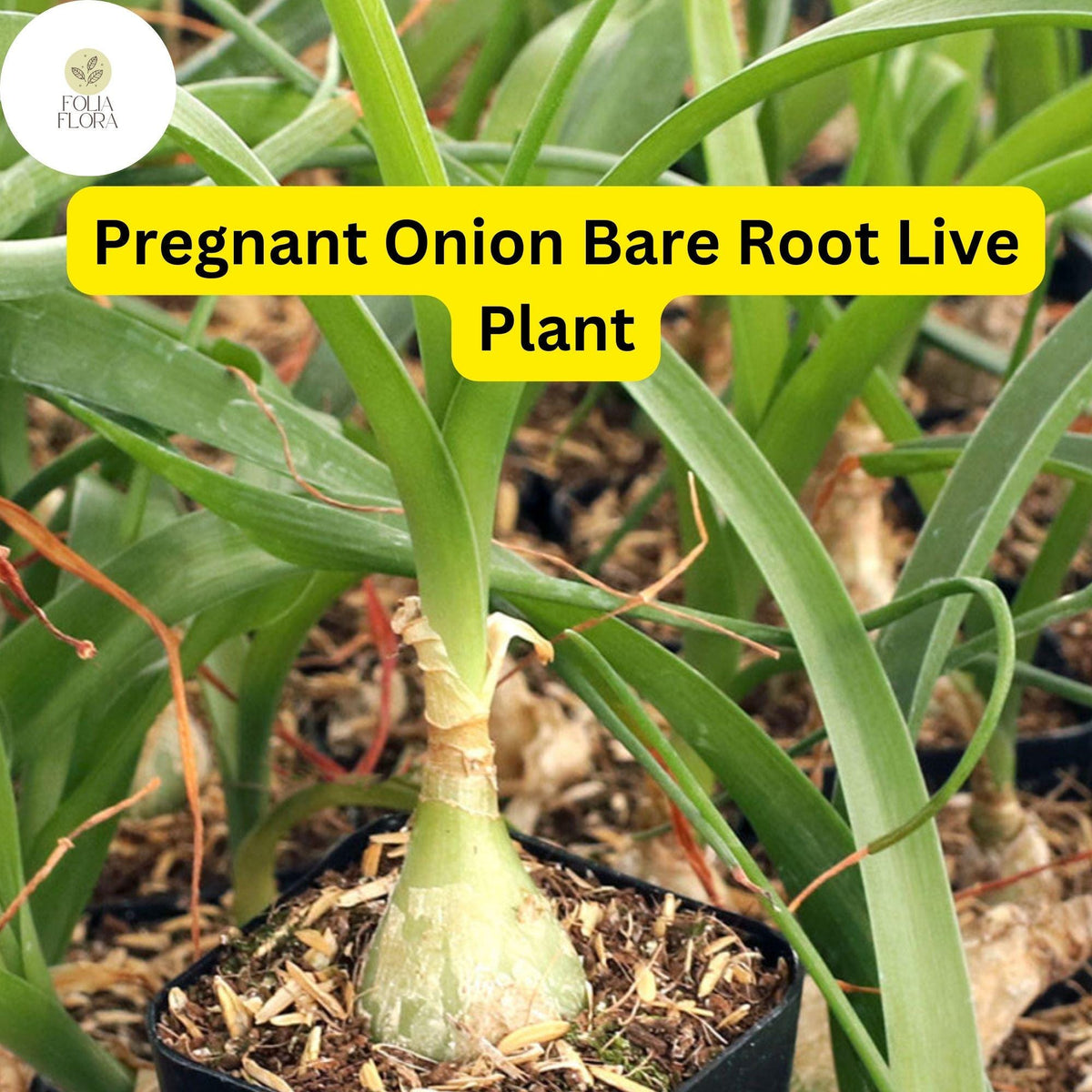 5 Pregnant Onion Plants Bare Root | Bulbous Succulent Houseplant