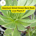 Aeonium simsii 'Green' Succulent - 2 Bare Root 2" Live Plants