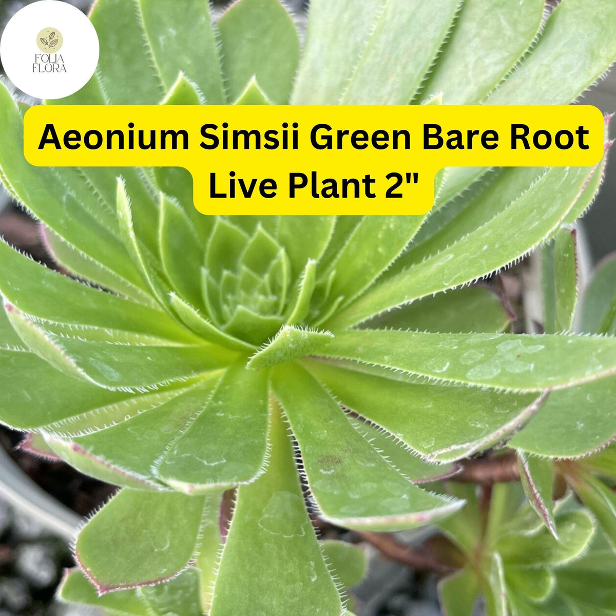 Aeonium simsii 'Green' Succulent - 2 Bare Root 2" Live Plants
