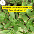 2 Aeonium decorum 'Green' Succulent Plants | Bare Root 2-Inch Live Rosette Succulents