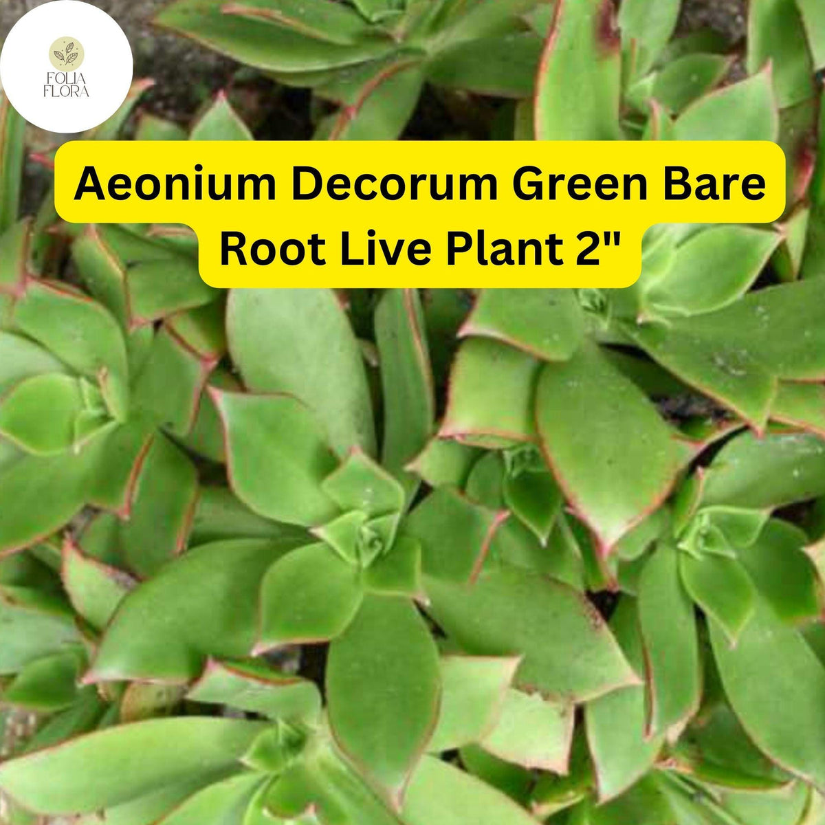 2 Aeonium decorum 'Green' Succulent Plants | Bare Root 2-Inch Live Rosette Succulents