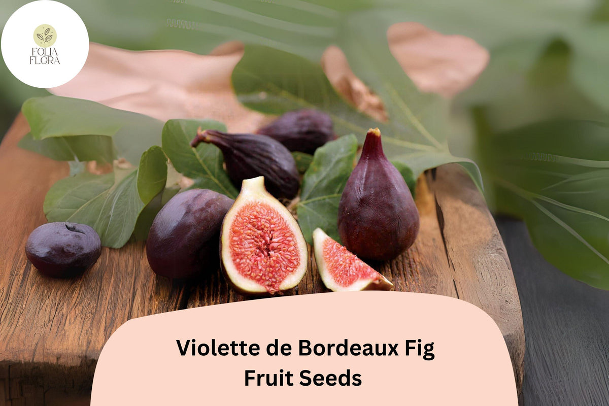 100 Violette de Bordeaux Fig Seeds – Heirloom Ficus carica, Sweet Dark Fruit