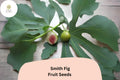 100 Smith Fig Seeds - Sweet Heirloom Ficus carica for Planting