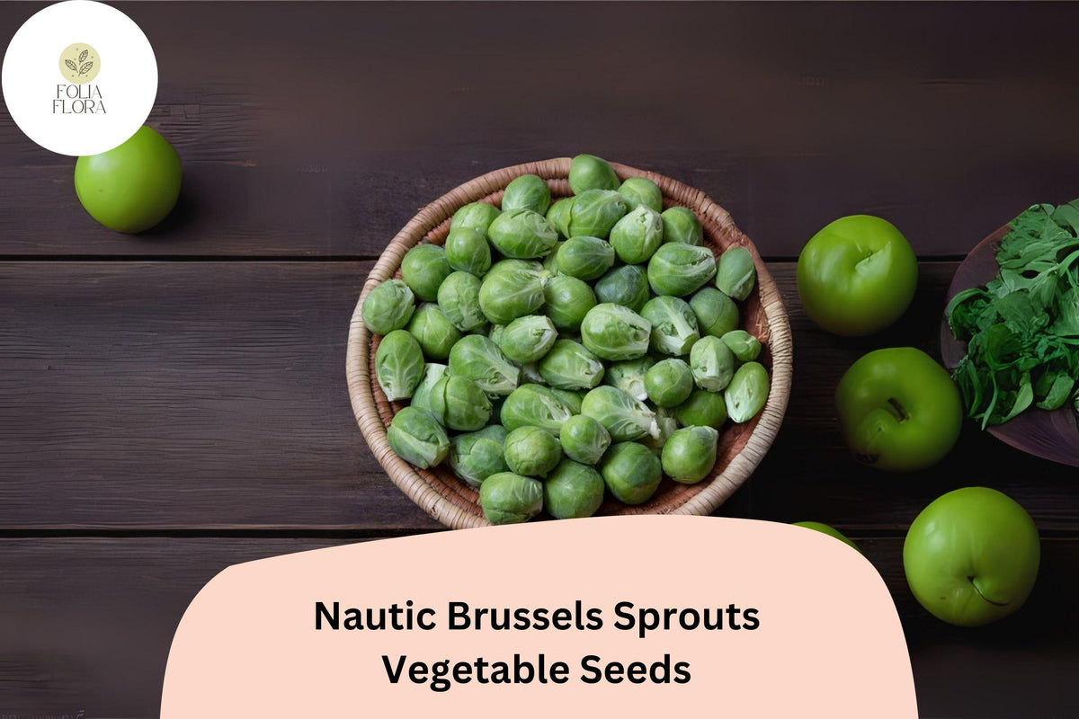 Nautic F1 Brussels Sprouts Seeds – 500 High-Yield Hybrid Seeds for Fall Harvest