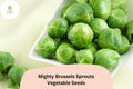 500 Mighty Brussels Sprouts Seeds - High-Yield Cold-Hardy Garden Variety